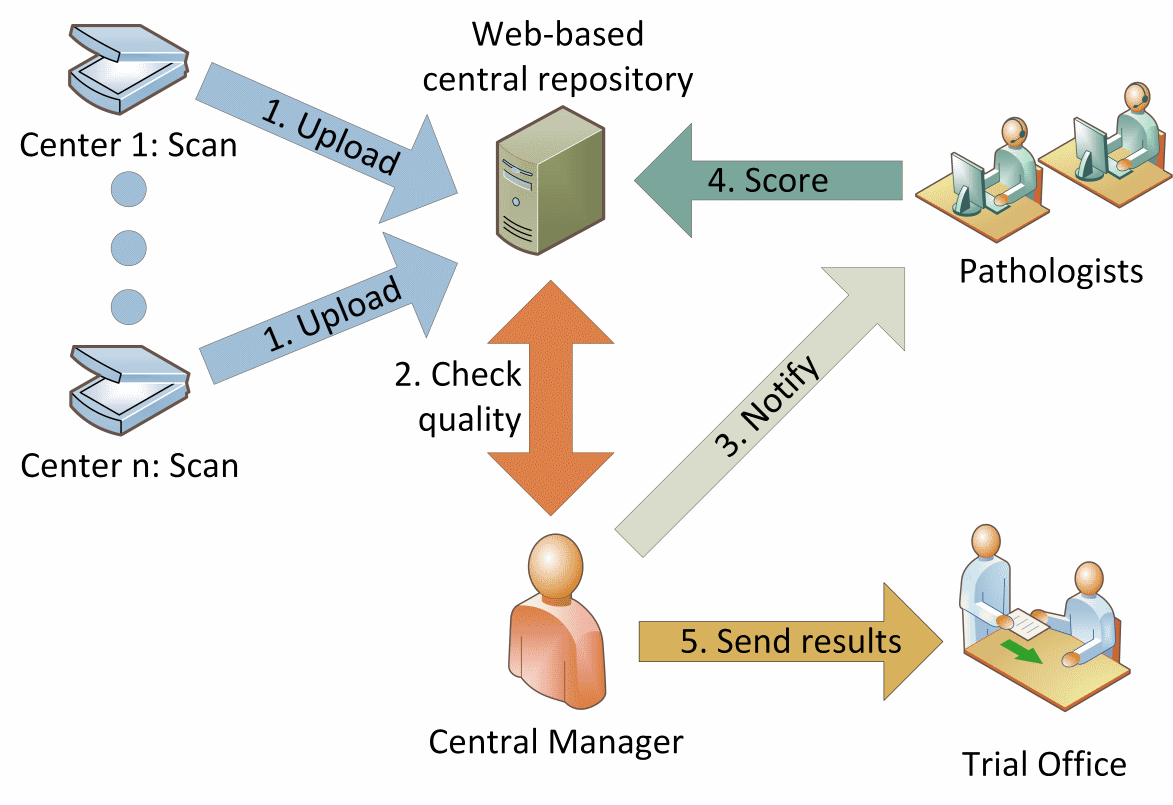 Diagram of organization of the study Diagram of organization of the study